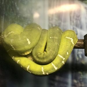 Emerald Tree Boa