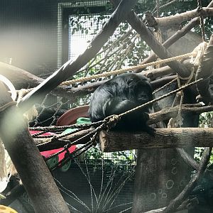 Black and Gold Howler Monkey Exhibit.