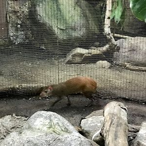 Red-rumped Agouti