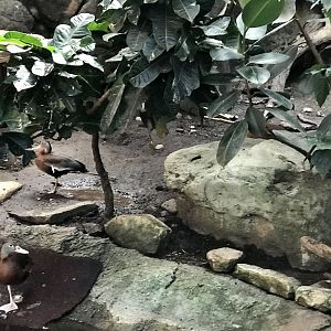 Fulvous Whistling Duck