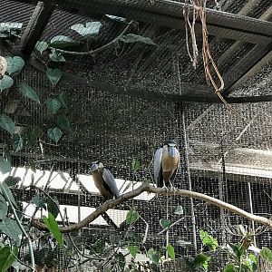 Boat-billed Herons