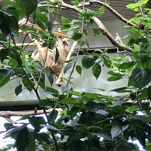 Two-toed Sloth