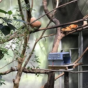 Golden Lion Tamarin