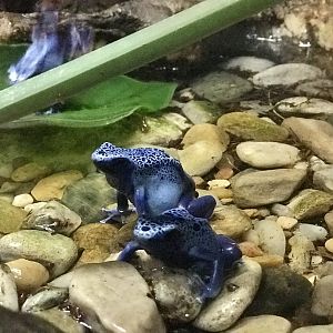 Poison Dart Frog