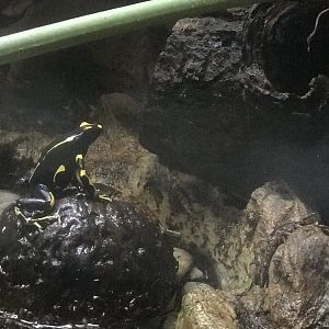 Poison Dart Frog
