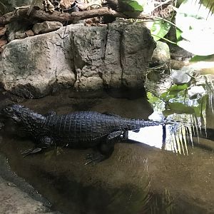 Yacare Caiman