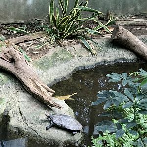 Yellow-spotted Amazon River Turtle