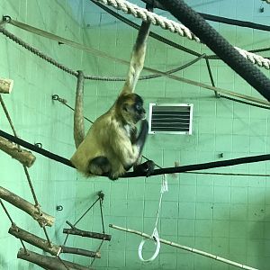 Black-handed Spider Monkey