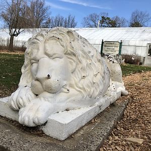 Stone Lion