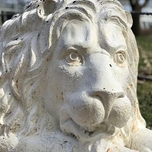 Stone Lion Detail