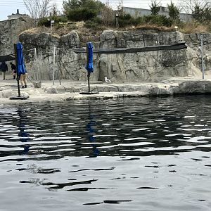 Beluga Whale Exhibit