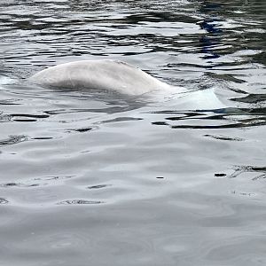 Beluga Whale
