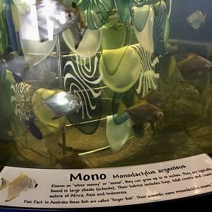 Mono Exhibit