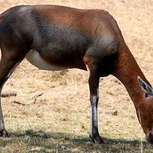 Blesbok; Whipsnade; 13th August 2022