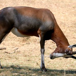 Blesbok; Whipsnade; 13th August 2022