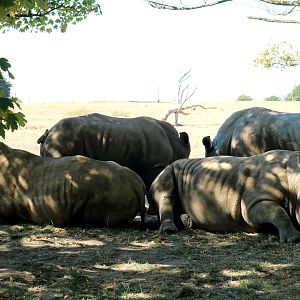 White rhinos sheltering from fierce sunshine; Whipsnade; 13th August 2022