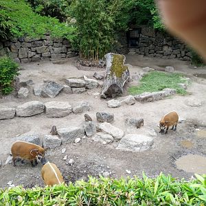 Red river hog - Potamochoerus porcus - with triplets