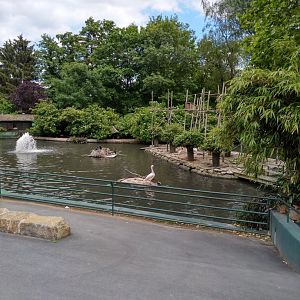 Island for white-handed gibbon