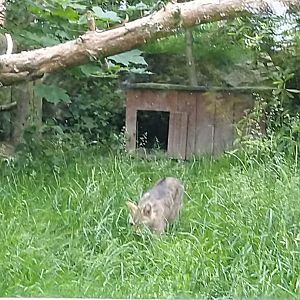 Felis silvestris silvestris