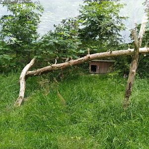 European wildcat enclosure