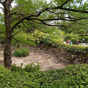 Red river hog enclosure