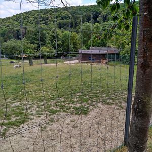 Enclosure for common eland