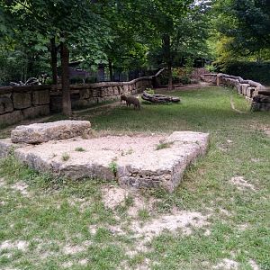 Enclosure for Sulawesi babirusa