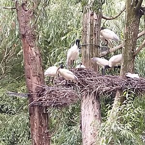 Marshland aviary - Black-headed ibis - Threskiornis melanocephalus