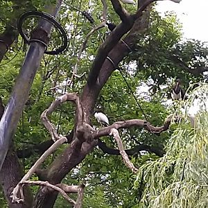 Marshland aviary - Black-headed ibis - Threskiornis melanocephalus