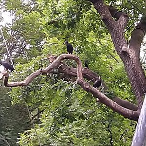 Marshland aviary - Black stork Ciconia nigra - Northern bald ibis Geronticus eremita