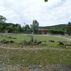 African savanna - Giraffe building