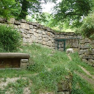 Canyon walk - Enclosure for striped hyena