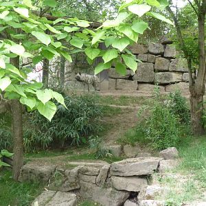 Canyon walk - Striped hyena - Hyaena hyaena