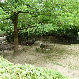 Nyala - Tragelaphus angasii