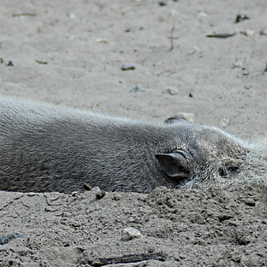 Bearded Pig - Berlin Zoo 2022