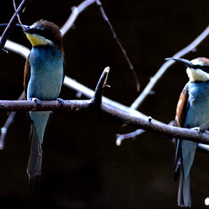 Mediterranean Bee-Eaters - Berlin Zoo 2022
