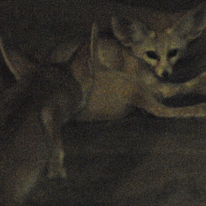 Fennecs - Berlin Zoo 2022