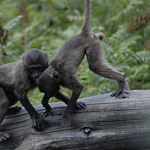 Something goeth before a fall - Berlin Tierpark 2022