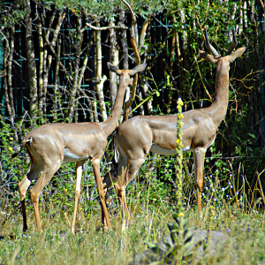 "What's that?" - Berlin Tierpark 2022