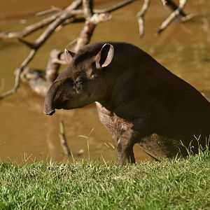 Brazilian tapir (Tapirus terrestris)