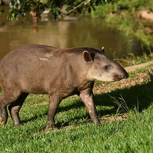 Brazilian tapir (Tapirus terrestris)