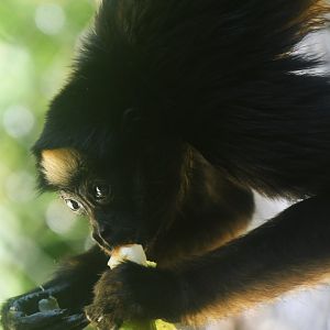 White-bellied spider monkey (Ateles belzebuth)