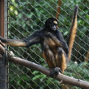 White-bellied spider monkey (Ateles belzebuth)