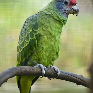 Red-tailed Parrot Amazona brasiliensis