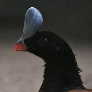 Helmeted Curassow Pauxi pauxi