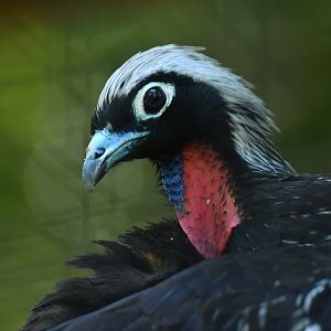 Black-fronted Piping-Guan Pipile jacutinga