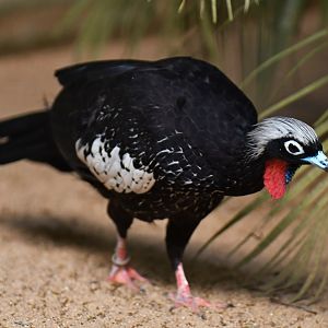 Black-fronted Piping-Guan Pipile jacutinga