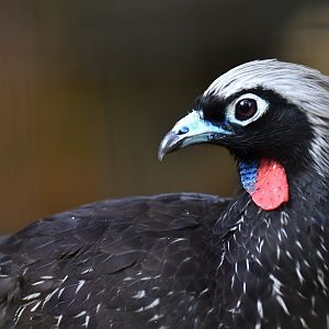 Black-fronted Piping-Guan Pipile jacutinga