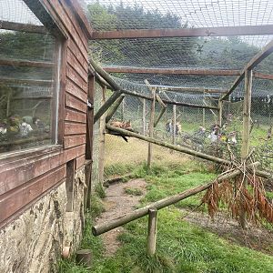 Caracal enclosure 020822