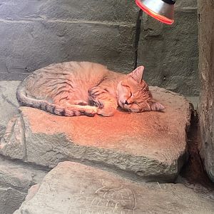 Arabian sand cat 020822